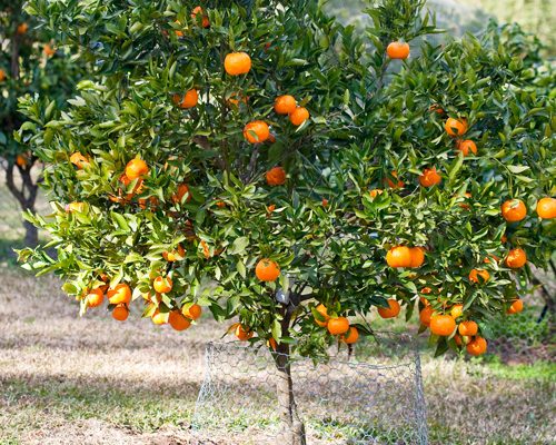 Mandarina - Citrus reticulata